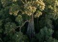 O jequitibá-rosa entre os gigantes naturais do Brasil