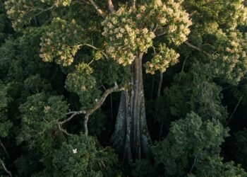 O jequitibá-rosa entre os gigantes naturais do Brasil