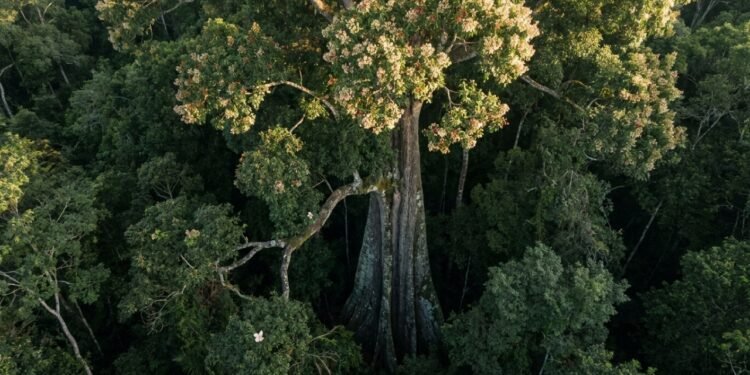O jequitibá-rosa entre os gigantes naturais do Brasil