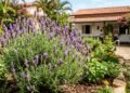A planta roxa que ajuda a manter insetos longe do jardim e ainda deixa o quintal perfumado durante boa parte do ano