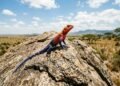 A coloração inacreditável do lagarto Mwanza que surpreendeu o mundo e revela um réptil africano que parece vestido como o Homem-Aranha