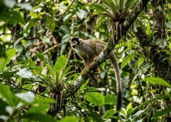 Espécie rara de macaco ficou quase duas décadas longe dos cientistas e voltou ameaçada pelo desmatamento