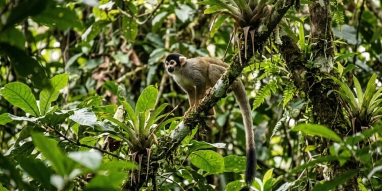 Equipes de biólogos organizaram expedições campo a fora e enfrentaram chuvas pesadas sem conseguir nenhum registro fotográfico da espécie