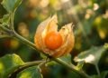 planta tomate laranja