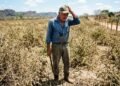 Pecuarista adquire R$ 22 mil em sementes de braquiária com laudo de pureza de 95%, realiza o plantio em 15 hectares de pasto e descobre que o lote veio contaminado por ervas daninhas agressivas que dominaram a área; ele aciona o Procon e o Ministério da Agricultura exige indenização pela limpeza do solo