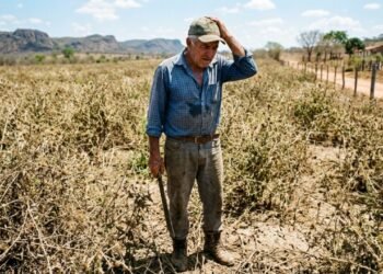 Pecuarista adquire R$ 22 mil em sementes de braquiária com laudo de pureza de 95%, realiza o plantio em 15 hectares de pasto e descobre que o lote veio contaminado por ervas daninhas agressivas que dominaram a área; ele aciona o Procon e o Ministério da Agricultura exige indenização pela limpeza do solo