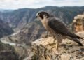 A velocidade inacreditável do falcão-peregrino que surpreendeu os biólogos e revela a aerodinâmica perfeita da ave mais rápida do planeta