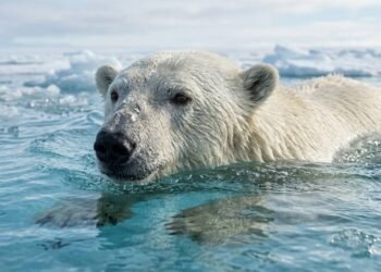 A biologia inacreditável do urso-polar que surpreendeu os cientistas e revela que a sua pelagem espessa é transparente e a sua pele é negra