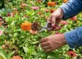 Cortar as flores secas das zínias no canteiro: o truque simples de poda que interrompe o gasto de energia e estimula novas florações