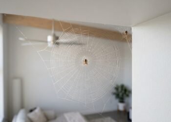 aranha de casa