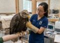 Uma águia voltou a voar livremente após receber tratamento veterinário por envenenamento: “Nossos sinceros agradecimentos a todos os envolvidos na recuperação e no retorno desta ave à natureza.”