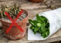 Sem folhas murchas, nem potes apodrecidos: a melhor forma de armazenar galhos de hortelã na geladeira com papel toalha por até três semanas