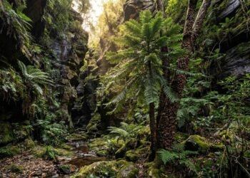 A descoberta inacreditável em um desfiladeiro australiano que surpreendeu os botânicos e revelou uma árvore da era dos dinossauros