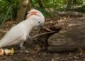 A habilidade inacreditável das cacatuas-de-goffin que surpreendeu os biólogos e revela o lado mais inteligente das aves