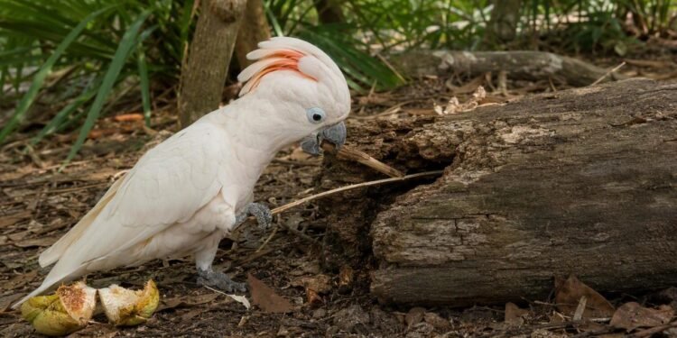 A habilidade inacreditável das cacatuas-de-goffin que surpreendeu os biólogos e revela o lado mais inteligente das aves