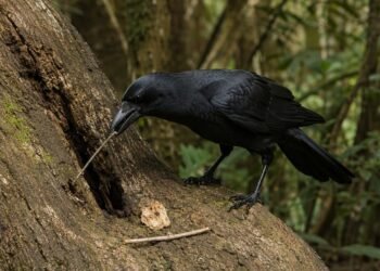 A habilidade inacreditável dos corvos-da-Nova-Caledônia que surpreendeu os biólogos e revela o lado mais inteligente das aves