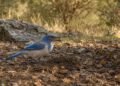 A habilidade inacreditável dos gaios-da-Califórnia que surpreendeu os biólogos e revela o lado mais inteligente das aves
