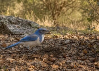 A habilidade inacreditável dos gaios-da-Califórnia que surpreendeu os biólogos e revela o lado mais inteligente das aves