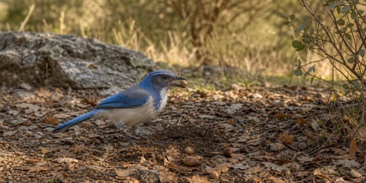 A habilidade inacreditável dos gaios-da-Califórnia que surpreendeu os biólogos e revela o lado mais inteligente das aves