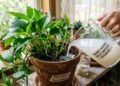 Quais são os benefícios de regar as plantas com água de arroz e qual a maneira correta de fazê-lo para evitar erros graves