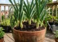 A forma de cobrir a base com terra é o detalhe que ajuda esse vegetal a formar talos maiores e mais macios no vaso