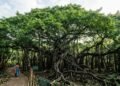 A árvore gigante da Índia que parece uma floresta inteira, mas é apenas uma única planta