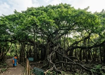 A árvore gigante da Índia que parece uma floresta inteira, mas é apenas uma única planta