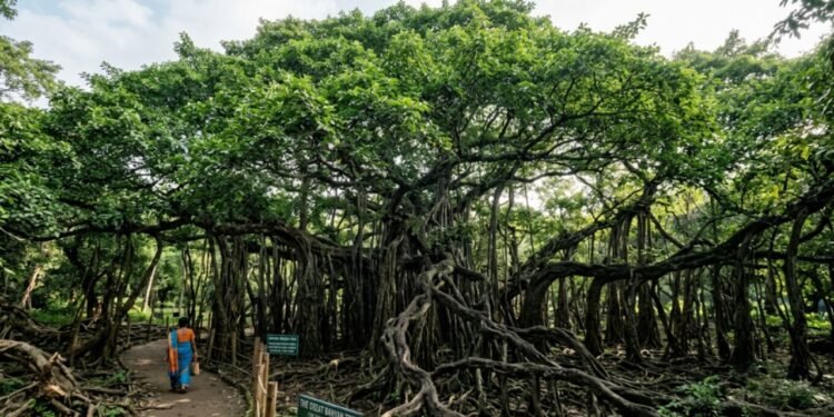 Medições feitas por especialistas mostram que essa gigante ocupa uma área de quase quatro acres de terra batida.