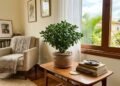 Onde plantar a árvore de jade em setembro para atrair dinheiro, segundo o Feng Shui