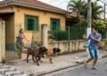 Proprietário deixa o portão da garagem aberto durante a lavagem do quintal e os animais de grande porte avançam sobre um pedestre que caminhava na calçada. A vítima necessita de atendimento médico de emergência e aciona a Justiça para exigir R$ 12 mil de indenização