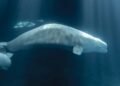 Peekachu, uma das baleias beluga resgatadas de um parque aquático canadense, morreu