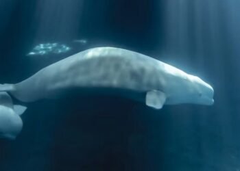 Peekachu, uma das baleias beluga resgatadas de um parque aquático canadense, morreu