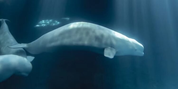 Além disso, a adaptação a um novo espaço exige um esforço físico que nem todo organismo fragilizado consegue aguentar. // Peekachu. Foto: Aquário Shedd.
