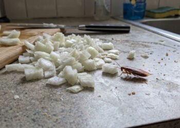 Se você tem baratas em casa, não compre veneno: você pode eliminá-las usando cebola picada