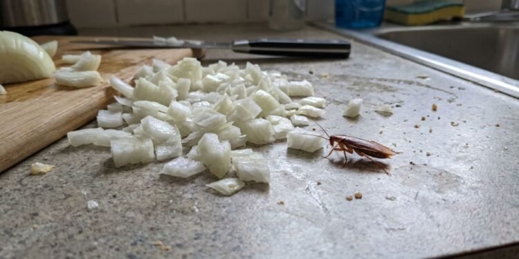O ácido bórico em pó é a opção mais potente para essa receita, mas o bicarbonato de sódio comum também cumpre essa função com segurança.