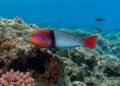 Bodiões nascem fêmeas e depois se tornam machos; pesca pode estar antecipando essa transformação