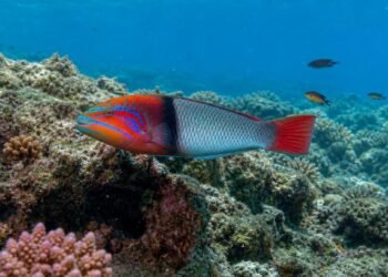 Bodiões nascem fêmeas e depois se tornam machos; pesca pode estar antecipando essa transformação