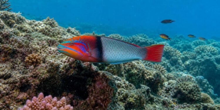 Bodiões nascem fêmeas e depois se tornam machos; pesca pode estar antecipando essa transformação