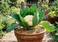 Plantar couve-flor em vaso pode dar certo, mas esses cuidados são decisivos para formar uma cabeça bonita
