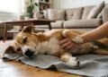 Especialistas em comportamento animal concordam: “A maioria dos cães gosta de contato físico, mas não existem dois cães iguais.”