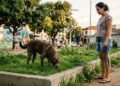 Pare de puxar a guia: deixar o cachorro cheirar pode melhorar o comportamento dele, segundo veterinários