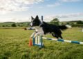 As raças de cães que mais precisam gastar energia, segundo veterinários