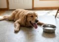 Calor extremo: veterinária explica como saber se o cachorro está sofrendo com a temperatura