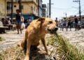 Veterinário explica por que o cachorro come grama e quando esse comportamento merece atenção