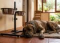 O cuidado que parece simples, mas faz diferença na saúde dos cachorros gigantes e pode evitar problemas durante o envelhecimento