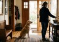 Victor Mareño, adestrador de cães: “Cumprimentar seu cachorro imediatamente ao entrar vindo da rua é a semente da má educação.”