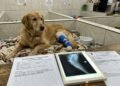 Dono do animal viaja e deixa o pet sob cuidados pagos de estabelecimento especializado, mas ao retornar encontra o cachorro manco e sem notificação de ocorrência no prontuário. A clínica se recusa a pagar a cirurgia veterinária, forçando o tutor a ingressar com ação judicial