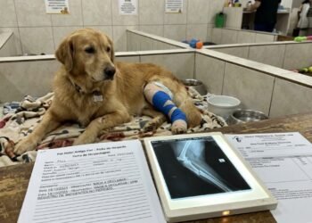 Dono do animal viaja e deixa o pet sob cuidados pagos de estabelecimento especializado, mas ao retornar encontra o cachorro manco e sem notificação de ocorrência no prontuário. A clínica se recusa a pagar a cirurgia veterinária, forçando o tutor a ingressar com ação judicial