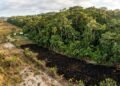 12 mil toneladas de cascas de laranja foram jogadas em um terreno degradado e o resultado chamou atenção dos cientistas