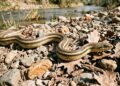 Cobras gigantes aparecem em rios e lagos da Europa e assustam banhistas durante os dias mais quentes do ano